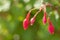 Close up of Fuchsia flowering plants bokeh background.