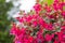 Close up of fuchsia flowers (Onagraceae Salvia Splendens)