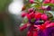 Close up of fuchsia flowers (Onagraceae Salvia Splendens)