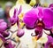 Close up of a fuchsia orchid flower and its buds