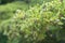 Close up of Fukien tea tree