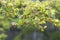 Close up of Fukien tea tree