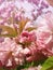 Close up full bloom of sakura Japanese cherry blossom. Wild pink flowering tree buds blooming and green leaves growing. Floral