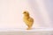 Close up full body baby isolated Rhode Island Red is standing on pink pastel colour table and wall in at outdoor sunlight