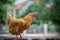 Close up full body of brown chicken in organic livestock farm