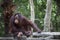 Close up full body and face of Borneo Orangutan
