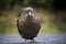 close up full body of kea bird ,alpine parrot in natural new zealand wilderness
