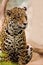 Close up full body of leopard panthers looking eyes contact