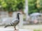 Close up full body of pigeons bird standing