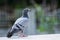 Close up full body of pigeons bird standing