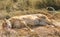 Close-up full body portrait of female lion lying on her back with her paws in the air