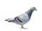 Close up full body of speed racing pigeon bird blue check color