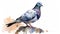 close up full body of speed racing pigeon bird isolate white background