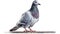 close up full body of speed racing pigeon bird isolate white background