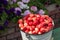 Close-up of a full bucket of ripe red small Ranetka apples against the backdrop of garden flowers, harvested in the fall in the