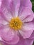 Close up full frame view of a single pink peony in bloom.