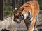 Close up full length front portrait of one young tiger standing low angle view