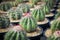 Close up full range of melocactus in planting pot