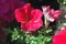 Close-up of Full Red Petunia blooms with morning natural full warm sunlight