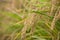 Close-up of full rice ears in the rice field during the harvest season