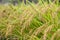 Close-up of full rice ears in the rice field during the harvest season