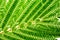 Close - up full-screen texture of a green acacia Albizia julibrissin leaf