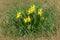 Close up of full yellow  poet`s daffodil, poet`s narcissus, nargis, pheasant`s eye, findern flower,  pinkster lily , Narcissus