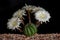 Close up fullboom flower of cactus