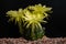 Close up fullboom flower of cactus