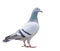 Close up fulll body of speed racing pigeon bird isolate white ba