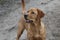 Close up of fully focussed Red Fox Labrador Retriever