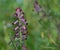 Close-up of Fumaria Officinalis flower