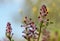 Close-up of Fumaria Officinalis flower