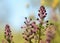 Close-up of Fumaria Officinalis flower