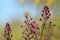 Close-up of Fumaria Officinalis flower