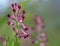 Close-up of Fumaria Officinalis flower