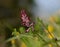 Close-up of Fumaria Officinalis flower