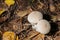 Close-up of a fungus called Common Puffball Lycoperdon Perlatum common puffball, warted puffball, gem-studded puffball .