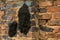 Close-up of a fungus-growing termite nest on a brick wall