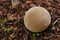 close-up of a fungus ,Scleroderma areolatum