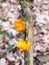 close up fungus woodland branch - Tremella mesenterica Retz. - Yellow Brain Fungus