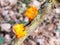 close up fungus woodland branch - Tremella mesenterica Retz. - Yellow Brain Fungus