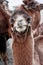 Close up funny camel face. Scenery with domestic animals