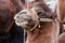 Close up funny camel face. Scenery with domestic animals