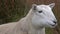 Close up of funny chewing sheep in the Highlands of Scotland