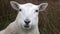 Close up of funny chewing sheep in the Highlands of Scotland