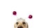 CLOSE-UP FUNNY DOG PARTY. BIRTHDAY, CARNIVAL OR NEW YEAR. LABRADOR WITH A HEADBAND O DIADEM WITH PINK DISCO BALL BOPPERS LIKE A