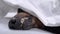 Close up funny dog sleeps sweetly under cover at home. Long nose and paws peek out from under warm cozy blanket. Pets