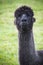 Close up funny face of black fur alpacas ,llama in natural field