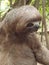 Close-up funny face of a sloth, Amazon jungle, Peru